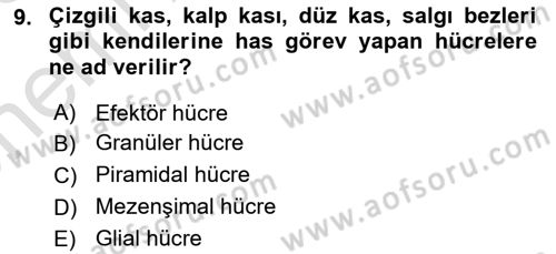 Temel Veteriner Farmakoloji ve Toksikoloji Dersi 2025 - 2026 Yılı (Vize) Ara Sınav Soruları 9. Soru