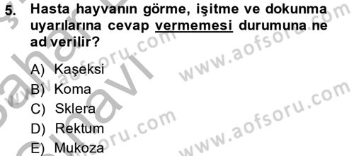 Temel Klinik Bilgisi Dersi 2013 - 2014 Yılı (Vize) Ara Sınav Soruları 5. Soru