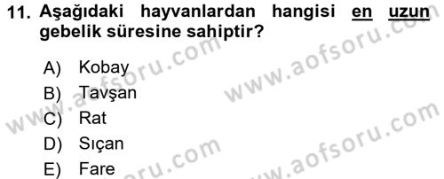 Temel Klinik Bilgisi Dersi 2017 - 2018 Yılı (Vize) Ara Sınav Soruları 11. Soru