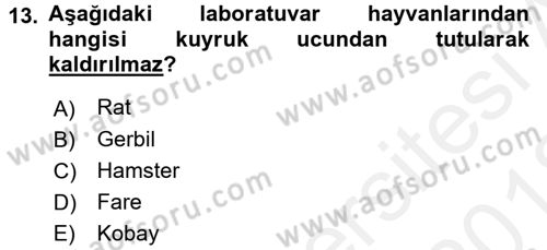 Temel Klinik Bilgisi Dersi 2017 - 2018 Yılı (Vize) Ara Sınav Soruları 13. Soru