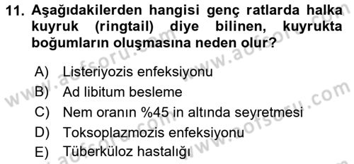 Temel Klinik Bilgisi Dersi 2018 - 2019 Yılı (Vize) Ara Sınav Soruları 11. Soru