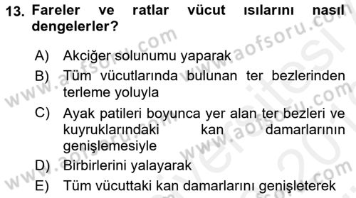 Temel Klinik Bilgisi Dersi 2018 - 2019 Yılı (Vize) Ara Sınav Soruları 13. Soru