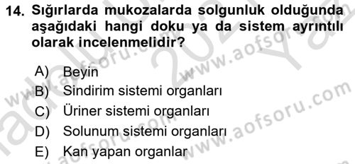 Temel Klinik Bilgisi Dersi 2021 - 2022 Yılı Yaz Okulu Sınav Soruları 14. Soru