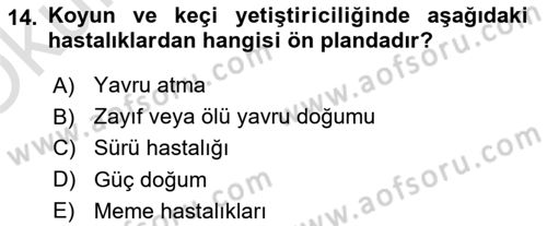 Temel Klinik Bilgisi Dersi 2022 - 2023 Yılı Yaz Okulu Sınav Soruları 14. Soru