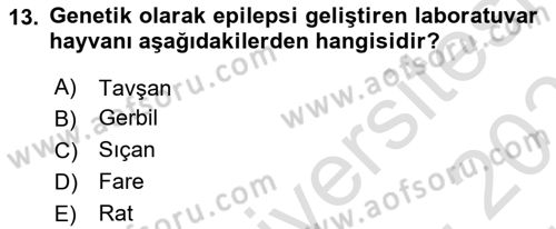 Temel Klinik Bilgisi Dersi 2023 - 2024 Yılı (Vize) Ara Sınav Soruları 13. Soru