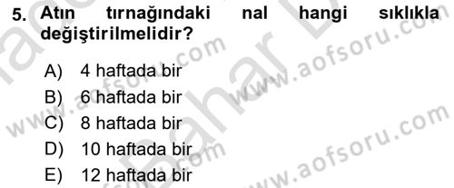 Temel Klinik Bilgisi Dersi 2023 - 2024 Yılı (Final) Dönem Sonu Sınav Soruları 5. Soru