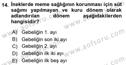 Temel Klinik Bilgisi Dersi 2023 - 2024 Yılı Yaz Okulu Sınav Soruları 14. Soru