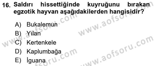 Temel Klinik Bilgisi Dersi 2024 - 2025 Yılı (Final) Dönem Sonu Sınav Soruları 16. Soru