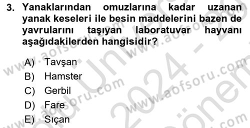 Temel Klinik Bilgisi Dersi 2024 - 2025 Yılı (Final) Dönem Sonu Sınav Soruları 3. Soru