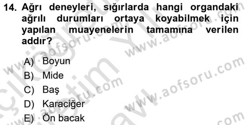 Temel Klinik Bilgisi Dersi 2024 - 2025 Yılı Yaz Okulu Sınav Soruları 14. Soru