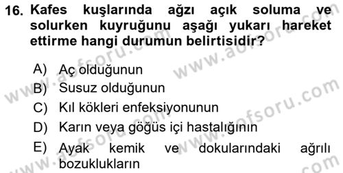 Temel Klinik Bilgisi Dersi 2024 - 2025 Yılı Yaz Okulu Sınav Soruları 16. Soru