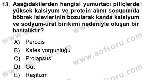 Temel Yem Bilgisi ve Hayvan Besleme Dersi 2019 - 2020 Yılı (Final) Dönem Sonu Sınavı 13. Soru