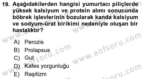 Temel Yem Bilgisi ve Hayvan Besleme Dersi 2024 - 2025 Yılı (Final) Dönem Sonu Sınav Soruları 19. Soru