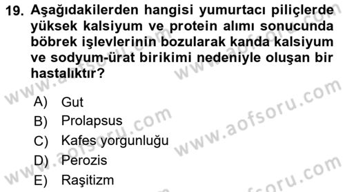 Temel Yem Bilgisi ve Hayvan Besleme Dersi 2024 - 2025 Yılı Yaz Okulu Sınav Soruları 19. Soru