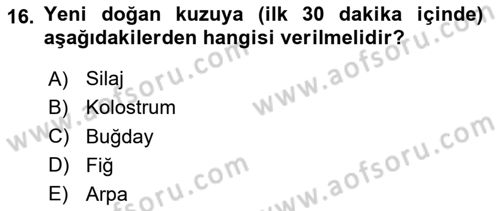 Temel Yem Bilgisi ve Hayvan Besleme Dersi 2025 - 2026 Yılı (Final) Dönem Sonu Sınav Soruları 16. Soru