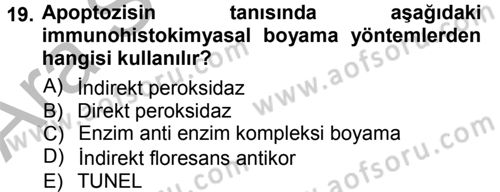 Temel Veteriner Patoloji Dersi 2012 - 2013 Yılı (Vize) Ara Sınav Soruları 19. Soru