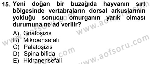 Temel Veteriner Patoloji Dersi 2012 - 2013 Yılı (Final) Dönem Sonu Sınav Soruları 15. Soru