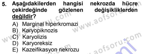 Temel Veteriner Patoloji Dersi 2012 - 2013 Yılı (Final) Dönem Sonu Sınav Soruları 5. Soru