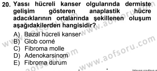 Temel Veteriner Patoloji Dersi 2013 - 2014 Yılı Tek Ders Sınav Soruları 20. Soru