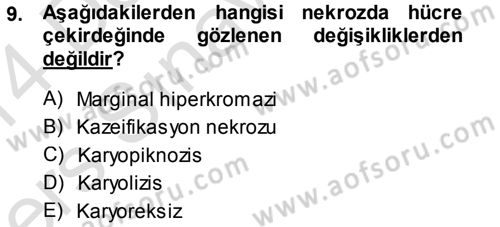 Temel Veteriner Patoloji Dersi 2013 - 2014 Yılı Tek Ders Sınav Soruları 9. Soru