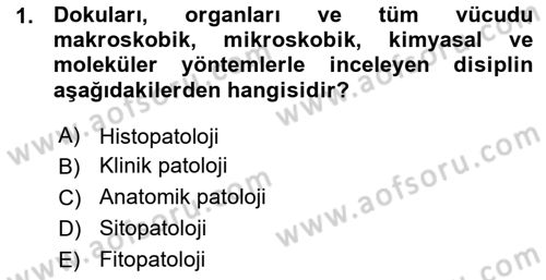 Temel Veteriner Patoloji Dersi Ara Sınavı Deneme Sınav Soruları 1. Soru