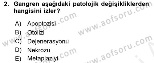 Temel Veteriner Patoloji Dersi 2015 - 2016 Yılı Tek Ders Sınav Soruları 2. Soru