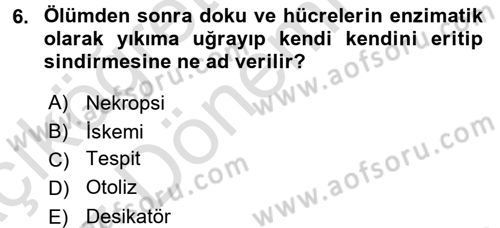 Temel Veteriner Patoloji Dersi 2016 - 2017 Yılı (Vize) Ara Sınav Soruları 6. Soru