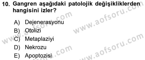 Temel Veteriner Patoloji Dersi 2017 - 2018 Yılı 3 Ders Sınav Soruları 10. Soru