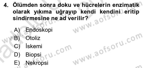 Temel Veteriner Patoloji Dersi 2018 - 2019 Yılı 3 Ders Sınav Soruları 4. Soru