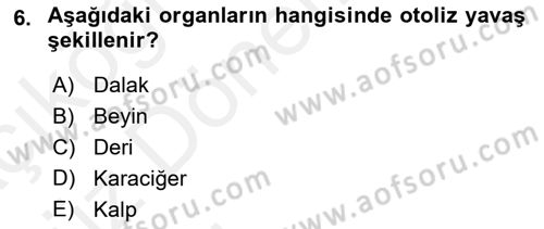 Temel Veteriner Patoloji Dersi Ara Sınavı Deneme Sınav Soruları 6. Soru