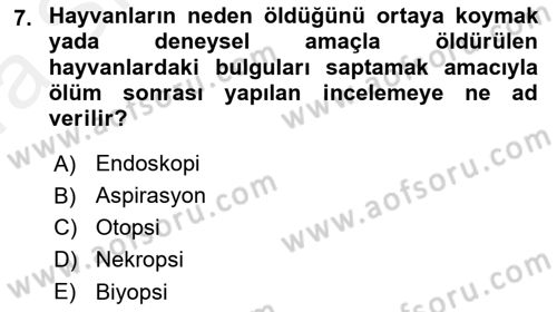 Temel Veteriner Patoloji Dersi 2018 - 2019 Yılı (Vize) Ara Sınav Soruları 7. Soru