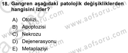 Temel Veteriner Patoloji Dersi Ara Sınavı Deneme Sınav Soruları 18. Soru