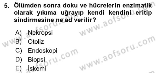 Temel Veteriner Patoloji Dersi 2019 - 2020 Yılı (Vize) Ara Sınav Soruları 5. Soru