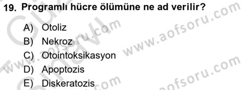 Temel Veteriner Patoloji Dersi 2021 - 2022 Yılı (Vize) Ara Sınav Soruları 19. Soru