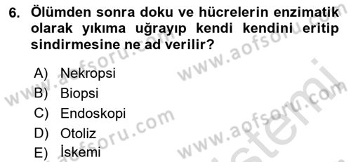 Temel Veteriner Patoloji Dersi 2022 - 2023 Yılı (Vize) Ara Sınav Soruları 6. Soru