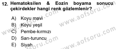 Temel Veteriner Patoloji Dersi 2024 - 2025 Yılı (Vize) Ara Sınav Soruları 12. Soru