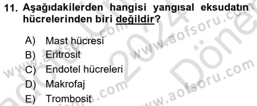 Temel Veteriner Patoloji Dersi 2024 - 2025 Yılı (Final) Dönem Sonu Sınav Soruları 11. Soru