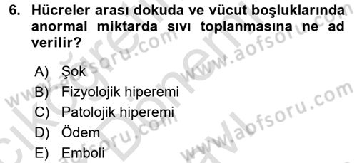 Temel Veteriner Patoloji Dersi 2024 - 2025 Yılı (Final) Dönem Sonu Sınav Soruları 6. Soru
