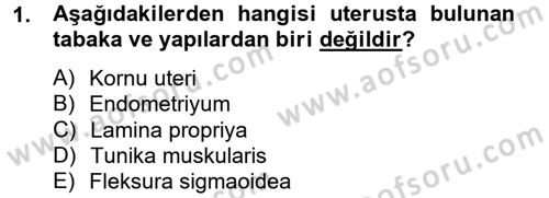 Doğum Bilgisi ve Suni Tohumlama Dersi 2012 - 2013 Yılı (Final) Dönem Sonu Sınav Soruları 1. Soru
