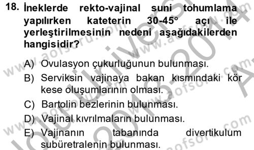 Doğum Bilgisi ve Suni Tohumlama Dersi 2013 - 2014 Yılı (Vize) Ara Sınav Soruları 18. Soru
