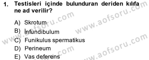 Doğum Bilgisi ve Suni Tohumlama Dersi 2014 - 2015 Yılı (Vize) Ara Sınav Soruları 1. Soru