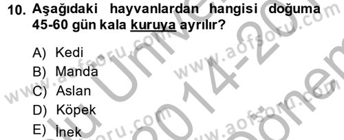 Doğum Bilgisi ve Suni Tohumlama Dersi 2014 - 2015 Yılı (Final) Dönem Sonu Sınav Soruları 10. Soru