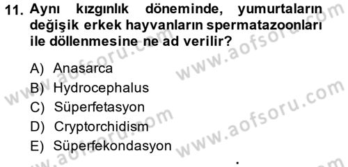 Doğum Bilgisi ve Suni Tohumlama Dersi 2014 - 2015 Yılı Tek Ders Sınavı 11. Soru