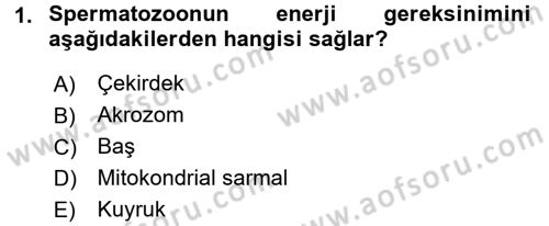 Doğum Bilgisi ve Suni Tohumlama Dersi 2015 - 2016 Yılı (Vize) Ara Sınav Soruları 1. Soru