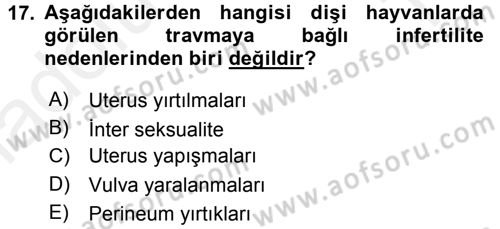 Doğum Bilgisi ve Suni Tohumlama Dersi 2015 - 2016 Yılı Tek Ders Sınavı 17. Soru