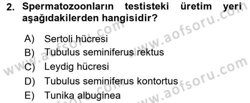 Doğum Bilgisi ve Suni Tohumlama Dersi 2016 - 2017 Yılı 3 Ders Sınav Soruları 2. Soru