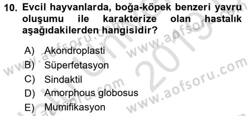 Doğum Bilgisi ve Suni Tohumlama Dersi 2018 - 2019 Yılı 3 Ders Sınav Soruları 10. Soru