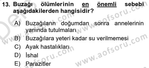 Doğum Bilgisi ve Suni Tohumlama Dersi 2018 - 2019 Yılı 3 Ders Sınav Soruları 13. Soru