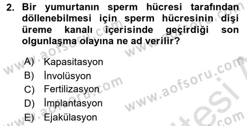 Doğum Bilgisi ve Suni Tohumlama Dersi 2018 - 2019 Yılı 3 Ders Sınav Soruları 2. Soru