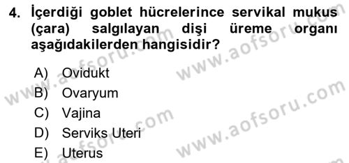 Doğum Bilgisi ve Suni Tohumlama Dersi 2018 - 2019 Yılı (Vize) Ara Sınav Soruları 4. Soru